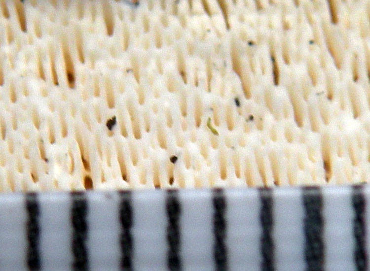 Crosta bianca dalla pinetina di Vezzano (RE) (Skeletocutis p